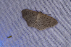 Scopula sublinearia