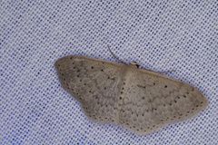 Scopula sublinearia