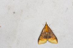 Lipararchis tranquillalis