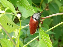 Sternocera chrysis