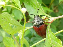 Sternocera chrysis