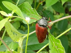 Sternocera chrysis