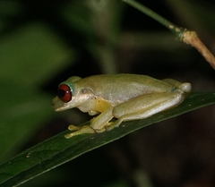 Duellmanohyla salvavida