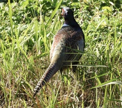 Phasianus versicolor