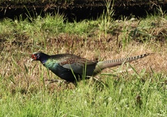Phasianus versicolor