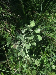 Helichrysum panduratum