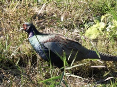 Phasianus versicolor