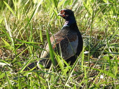 Phasianus versicolor