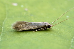 Wegneria panchalcella