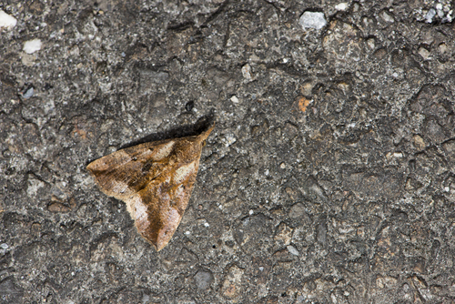 Hypena uncipennis