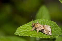 Callopistria phaeogona