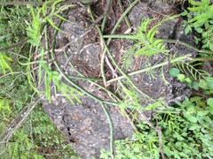 Selenicereus spinulosus