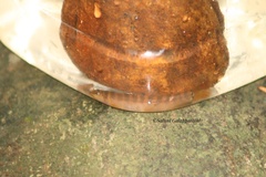 Schistura notostigma