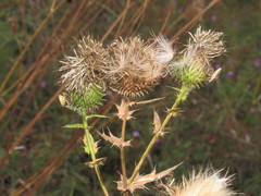 Cirsium ukranicum
