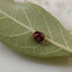 Coccinellidae