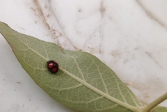 Coccinellidae