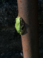 Hyla japonica