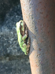 Hyla japonica