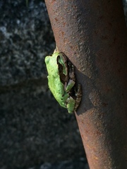 Hyla japonica
