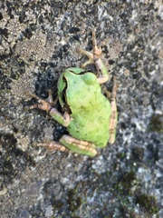 Hyla japonica