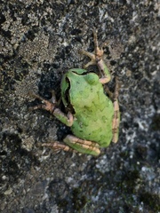 Hyla japonica