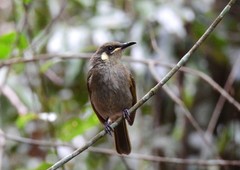 Meliphaga notata