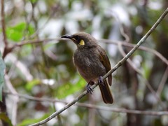 Meliphaga notata