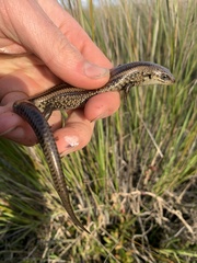 Lissolepis coventryi