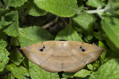 Hypopyra ossigera