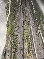 Cinclus leucocephalus