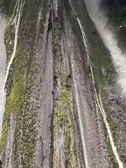 Cinclus leucocephalus