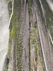 Cinclus leucocephalus