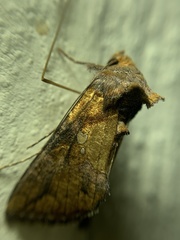 Argyrogramma