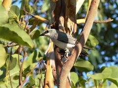 Coracina papuensis hypoleuca
