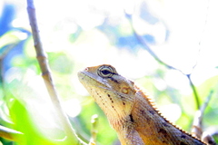 Calotes versicolor