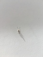 Ephemeroptera