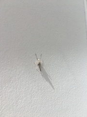 Ephemeroptera