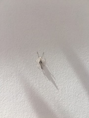 Ephemeroptera