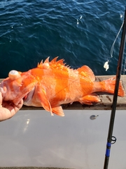 Sebastes rubrivinctus