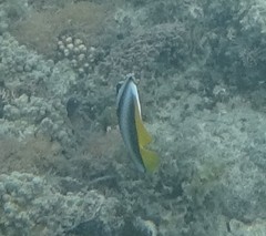 Heniochus singularius