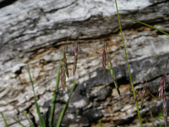 Bromus setifolius
