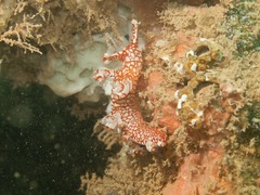Bornella stellifera