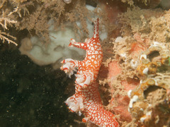 Bornella stellifera