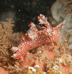Bornella stellifera