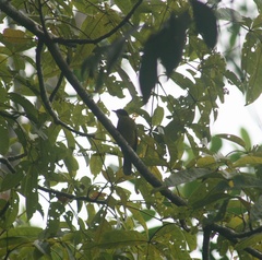 Rubigula melanicterus