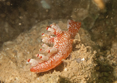 Bornella stellifera