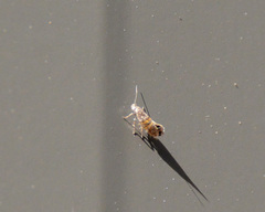 Aeolocosma cycloxantha