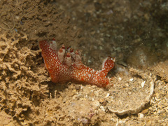 Bornella stellifera