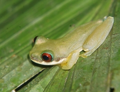 Duellmanohyla salvavida