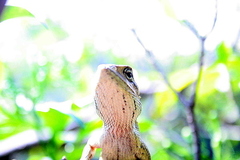 Calotes versicolor